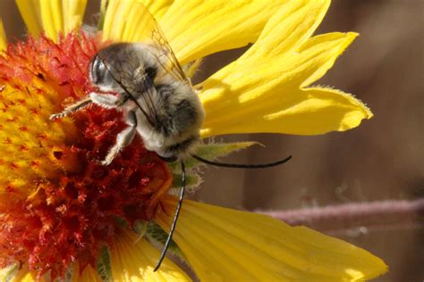 A Quick Start Guide To Honey Bee Antennae Honey Bee Suite