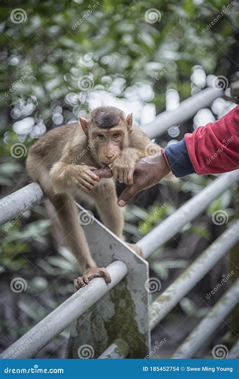 Portrait Shof Of The Behavior Rhesus Macaques Monkey Stock Photo - Image of macaca, face: 185452754