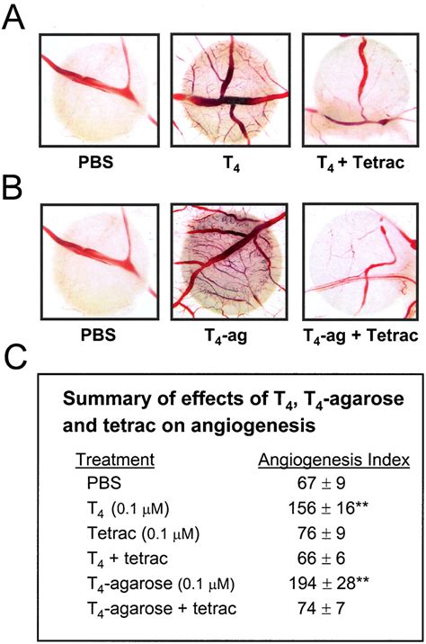 Proangiogenic Action Of Thyroid Hormone Is Fibroblast Growth Factor