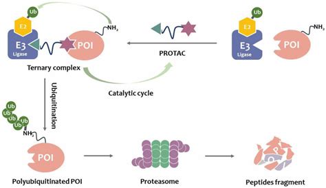 PROTACs Mediated Degradation Of Target Proteins Through The UPS