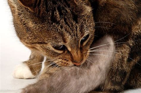 Feline Miliary Dermatitis In Cats Symptoms, Causes,, 44% OFF