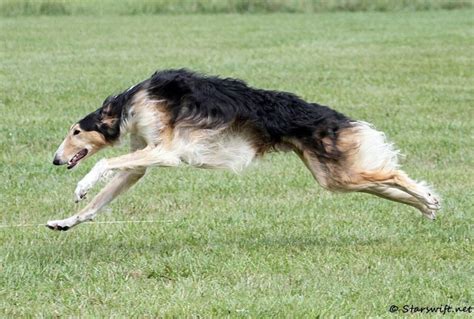 Borzoi Daily