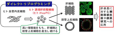 ダイレクトリプログラミング法を用いてヒト肝前駆細胞を作製することに成功 テック・アイ生命科学