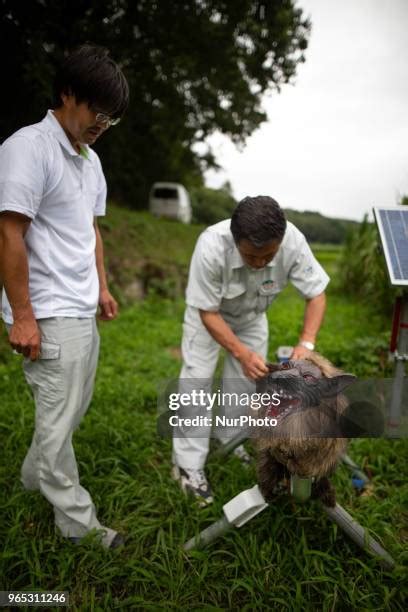 Super Monster Wolf Photos And Premium High Res Pictures Getty Images