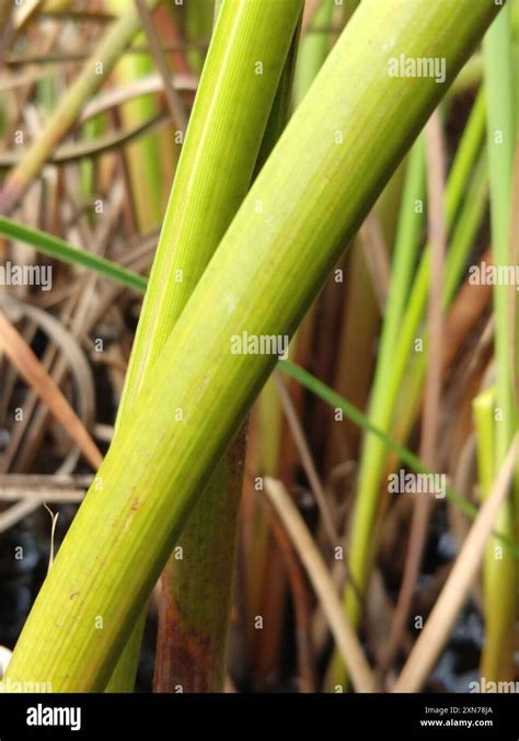 Swamp Sawgrass Cladium Mariscus Plantae Stock Photo Alamy