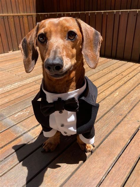 Dog Wearing Suit