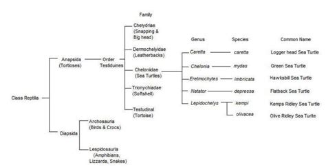 Classification