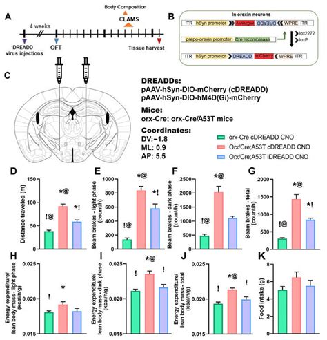 Chemogenetic Inhibition Of Orexin Neurons Reduces Exploratory