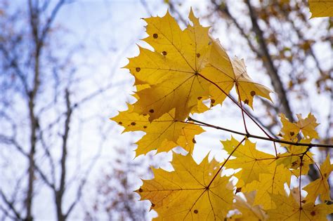 Maple Leaves Fall - Free photo on Pixabay - Pixabay