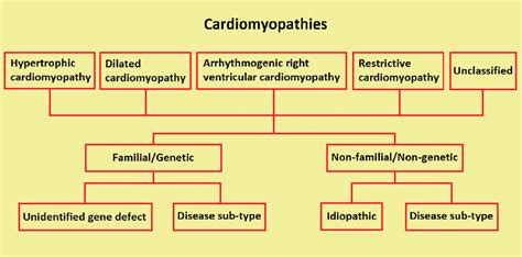 Classification Of Cardiomyopathies Proposed By The European Society Of