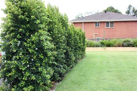 Pinnacle™ Syzygium Is A Very Narrow Growing Native Tree Which Is Great