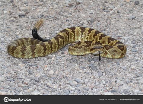 Crotalus Molossus