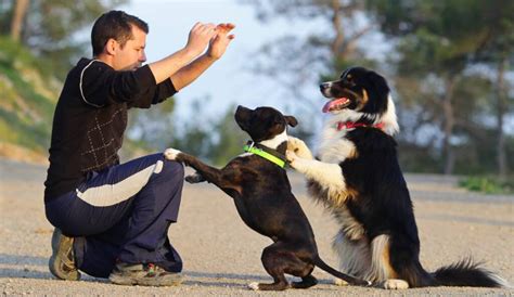 Métier et formation de dresseur de chiens CANIBEST