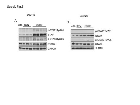 Sequential Activation Of Inflammatory Signaling Pathways During Graft