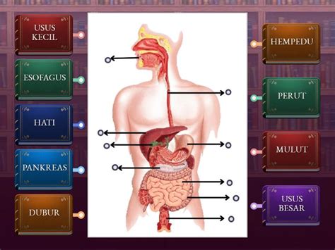 Mengenal Organ Utama Pencernaan Labelled Diagram