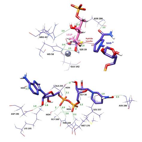 A The Binding Mode Of Zn And Substrate In Catalytic Site B The