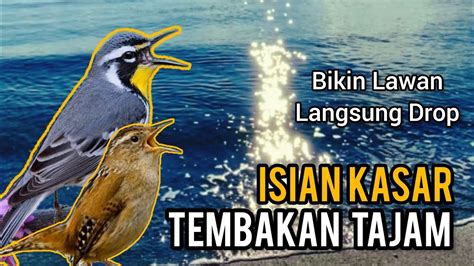 MASTERAN BURUNG FIGTHER TEMBAKAN TAJAM ROLL TEMBAK DURASI FULL