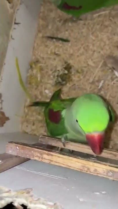 Alexandrine Breeding Pair Breeding Season Parrotlife Youtube