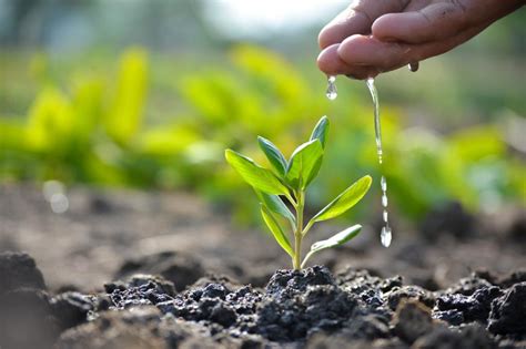 Planting Trees Pictures