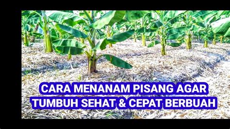 Cara Menanam Pohon Pisang Yang Baik Dan Benar Agar Tumbuh Sehat Dan