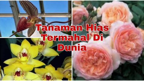 Tanaman Hias Termahal Di Dunia Youtube