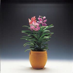 How To Achieve Proper Air Management In Orchid Culture My Garden And