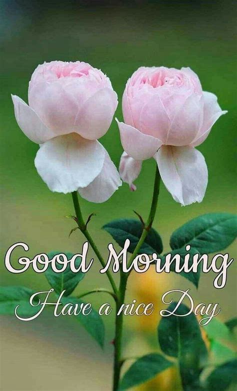 good morning beautiful pictures infoupdateorg