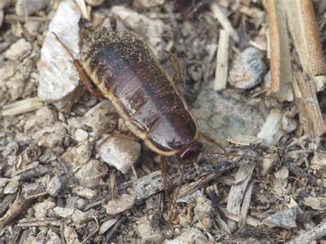 Loboptera Decipiens Blattellidae Cockroaches Flickr