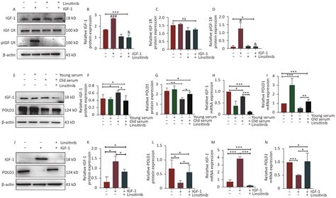 Igf Accelerates Cell Aging By Inhibiting Pold Expression