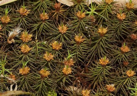 Polytrichum Hedw Unveiling The Marvel Of The Mossy Kingdom Outdoor Moss