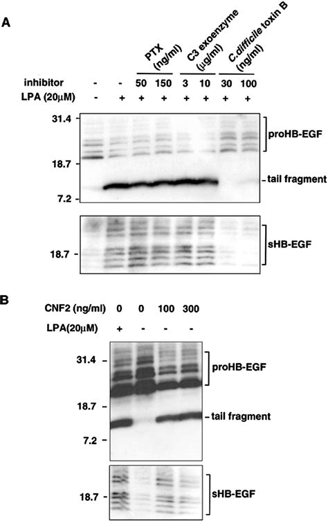 A Dual Signaling Cascade That Regulates The Ectodomain Shedding Of