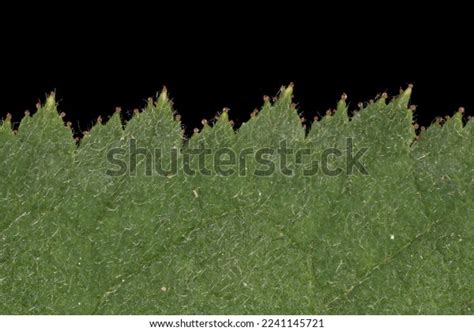 Apple Rose Rosa Villosa Leaf Detail Stock Photo 2241145721 Shutterstock