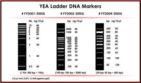 What Is A Dna Profile All About Dna Evidence