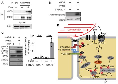 Pkn2 Mediates Enos Activation By Direct Phosphorylation At Serine 1179 Download Scientific