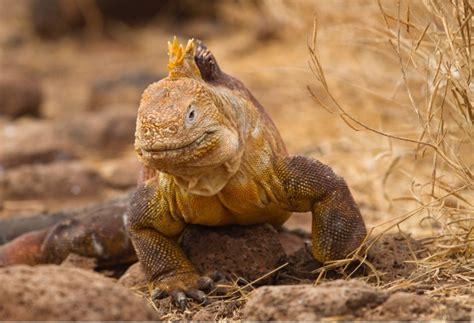 How to Get Perfect Wildlife Portraits in the Galapagos Islands