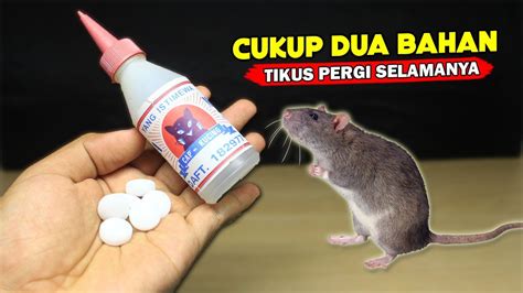 Ternyata Cukup Pake Ini Tikus Langsung Mampus Youtube