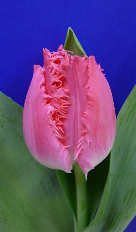 Cacharel - Haakman Flowerbulbs B.V.