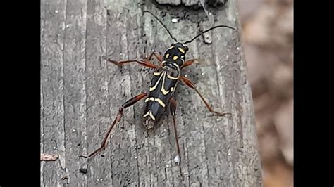 닮은북자호랑하늘소 Xylotrechus ibex Long horned Beetle YouTube