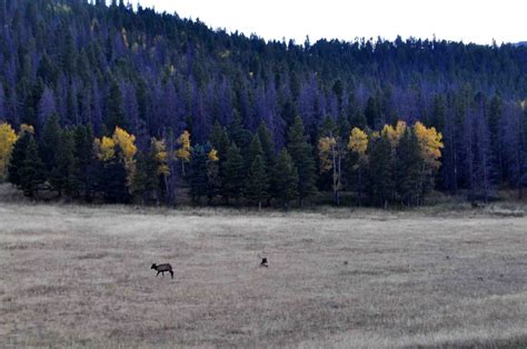 Amazing fall colors of the Rockies : pics