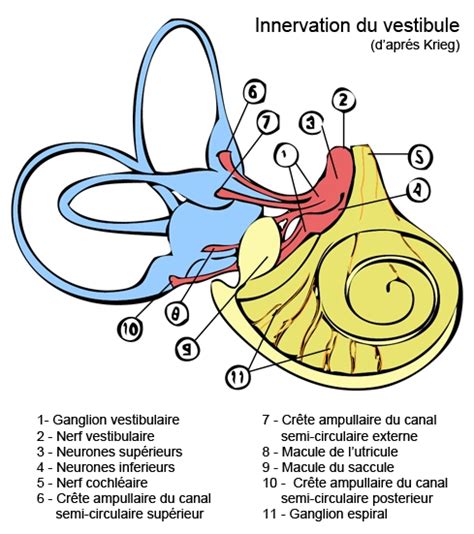 Vestibular Innervation And Vascularization Anatomy Of The Inner Ear