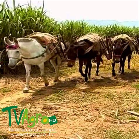 Como Cultivar Ca A De Azucar Para Panela En Colombia Parte Tv Agro