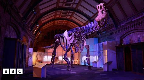 Titanosaur Gigantic Dinosaur Goes On Display At Natural History Museum Bbc Newsround