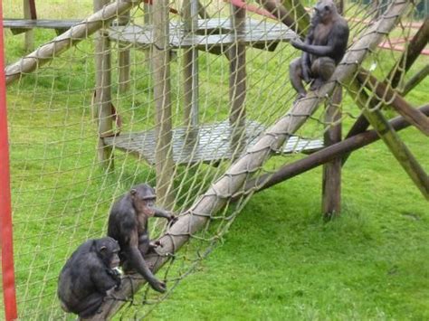 Monkey World Wareham All You Need To Know Before You Go Monkey