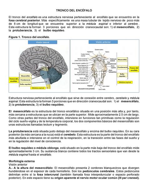 Tronco Del Encéfalo NEUROLOGIA MED 444 TRONCO DEL ENC FALO El tronco