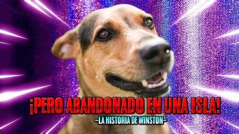 Un Fotógrafo encontró a un perro que habían abandonado en una isla