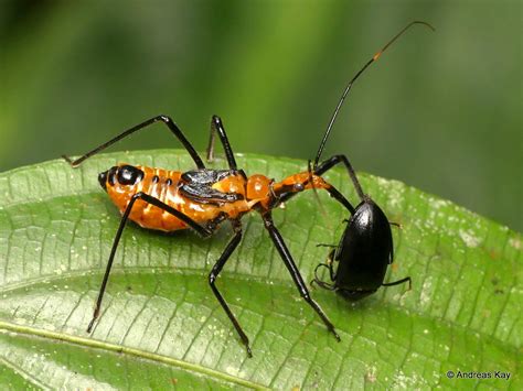 Assassin Bug Nymph Zelus Sp Reduviidae Sucking A Beetle Flickr