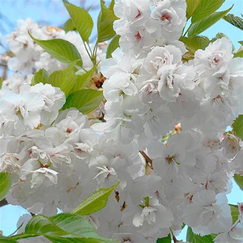 Prunus Shirotae Japanese Flowering Cherry Pru Pomona Fruits