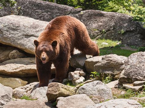 B R Natur Motivwelten Infrarot Heizungen Mit Ihrem Wunsch Foto