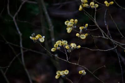 Homestead Stories Growing Pussy Willows Insteading
