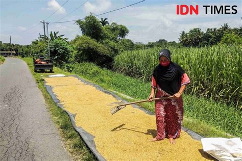 Dampak Fenomena El Nino 949 Ha Sawah Di Banten Kekeringan